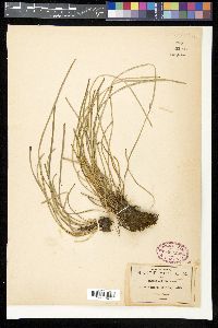 Vittaria lineata image