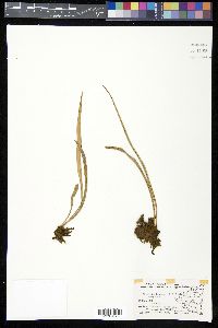 Vittaria lineata image