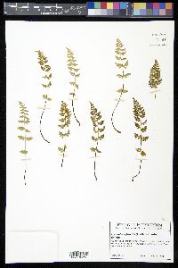 Cystopteris fragilis subsp. fragilis image