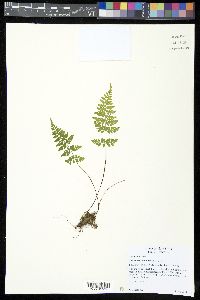 Cystopteris tenuis image