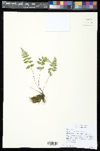Cystopteris tenuis image