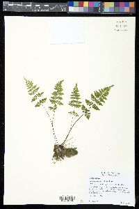 Cystopteris tenuis image