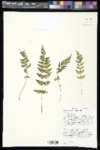 Cystopteris tenuis image