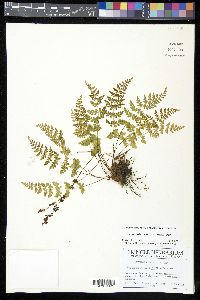 Cystopteris tenuis image