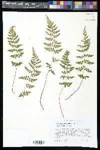 Cystopteris tenuis image
