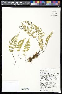 Cystopteris tenuis image