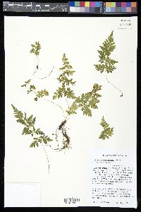 Cystopteris × tennesseensis image