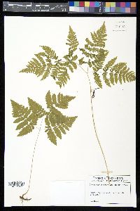 Gymnocarpium robertianum image