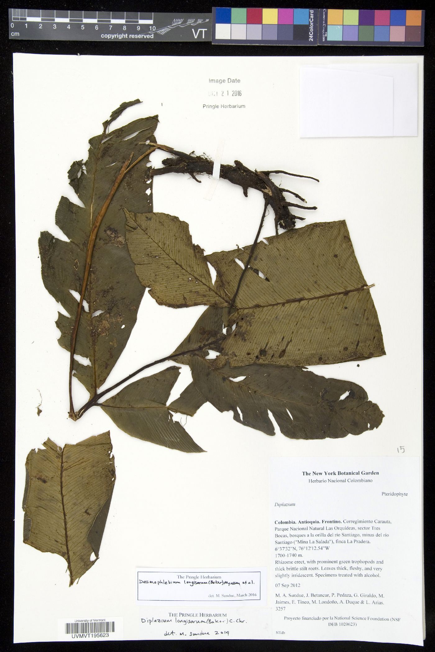 Desmophlebiaceae image