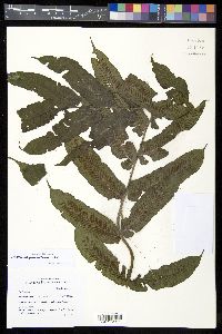 Diplaziopsis javanica image