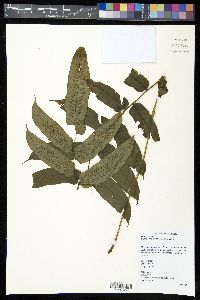Diplaziopsis javanica image