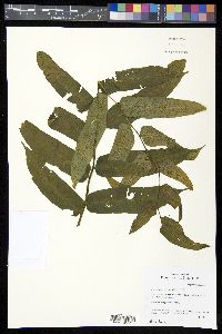 Diplaziopsis javanica image