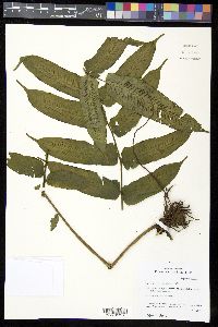 Diplaziopsis javanica image