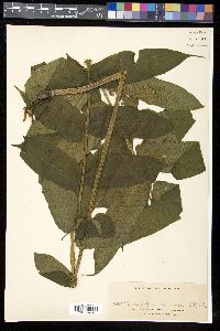 Diplaziopsis javanica image