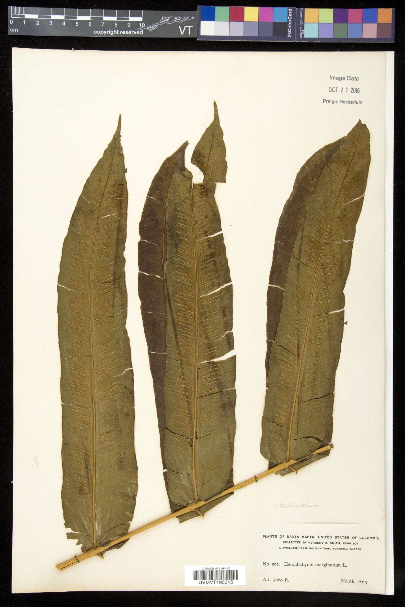 Hemidictyaceae image