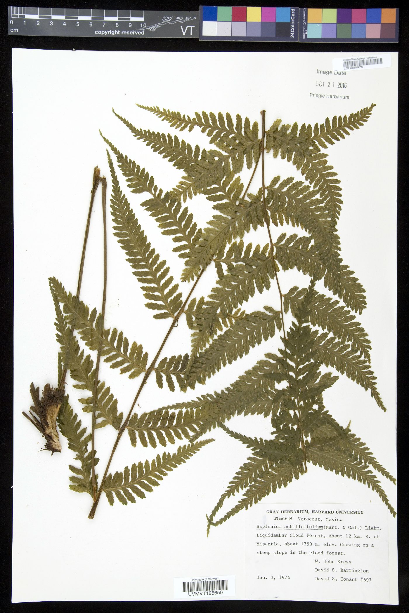 Asplenium achilleifolium image