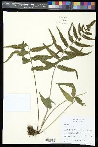 Asplenium abscissum image