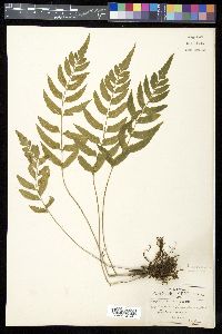 Asplenium hastatum image