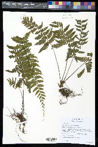 Asplenium cirrhatum image