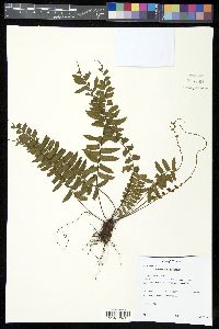 Asplenium cirrhatum image
