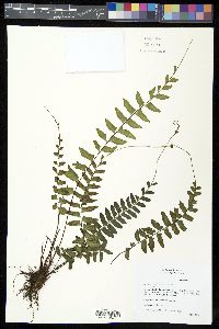 Asplenium cirrhatum image