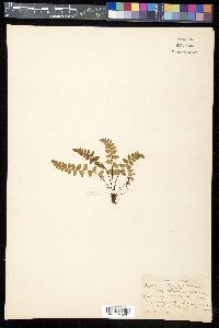 Asplenium bradleyi image