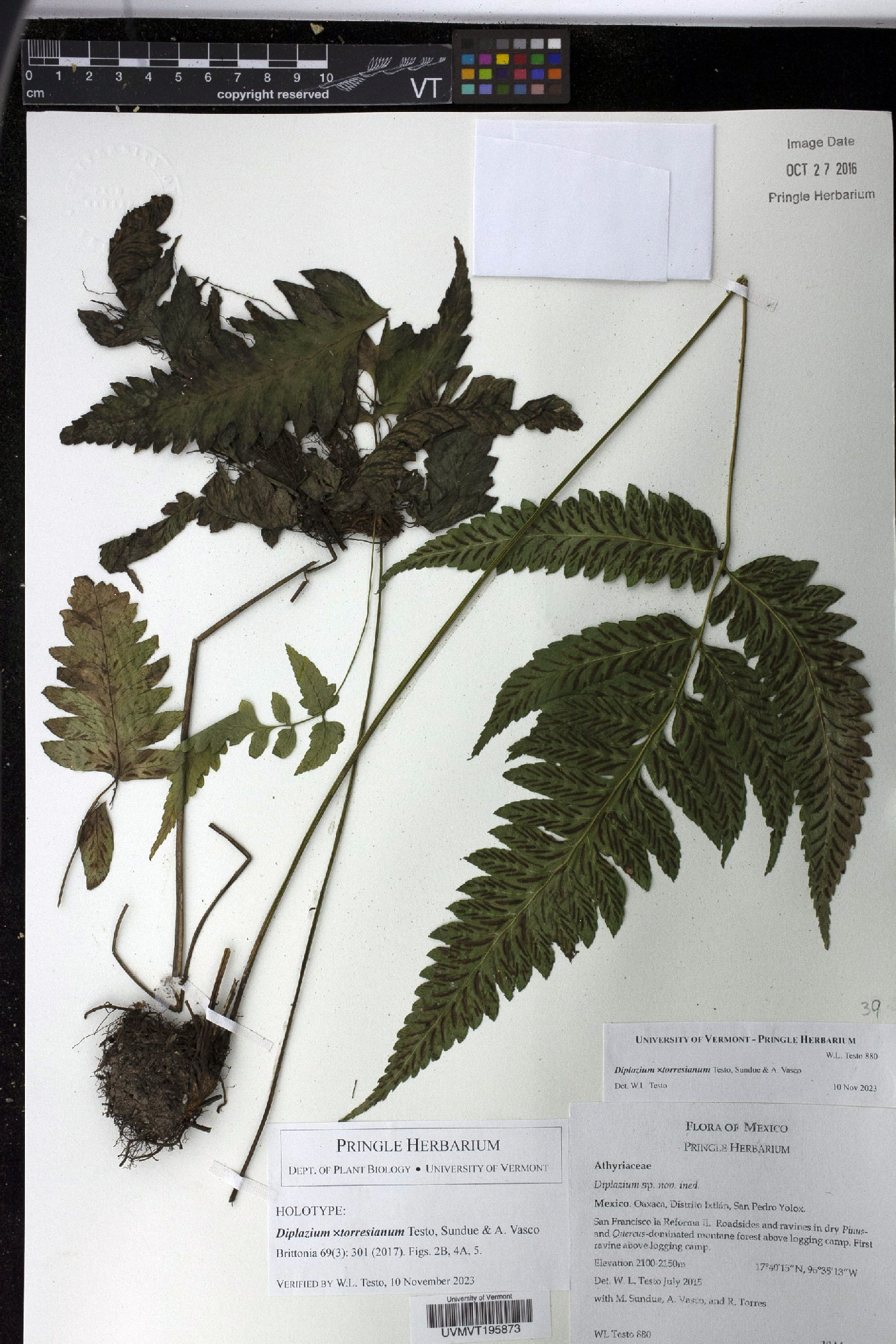 Diplazium × torresianum image