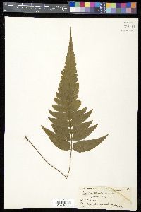 Diplazium riedelianum image
