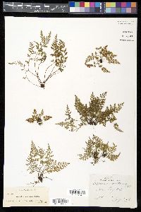 Asplenium montanum image