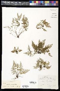 Asplenium montanum image