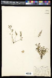 Asplenium montanum image