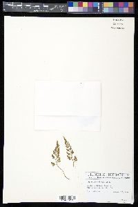 Asplenium montanum image