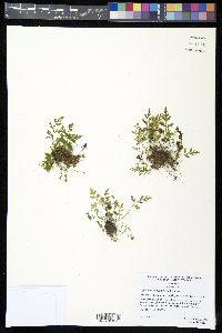Asplenium montanum image