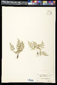 Asplenium fragrans image