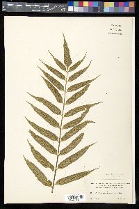 Asplenium feei image