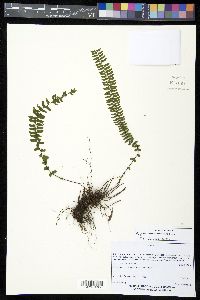 Asplenium monanthes image