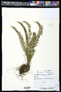 Asplenium monanthes image