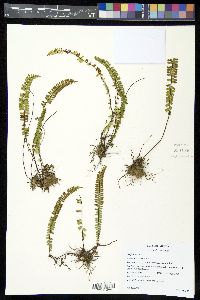 Asplenium monanthes image
