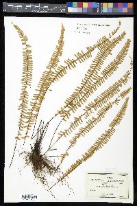 Asplenium monanthes image