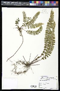 Asplenium monanthes image