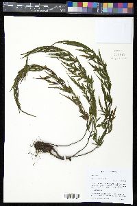 Asplenium aethiopicum image