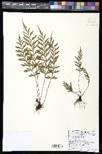 Asplenium aethiopicum image