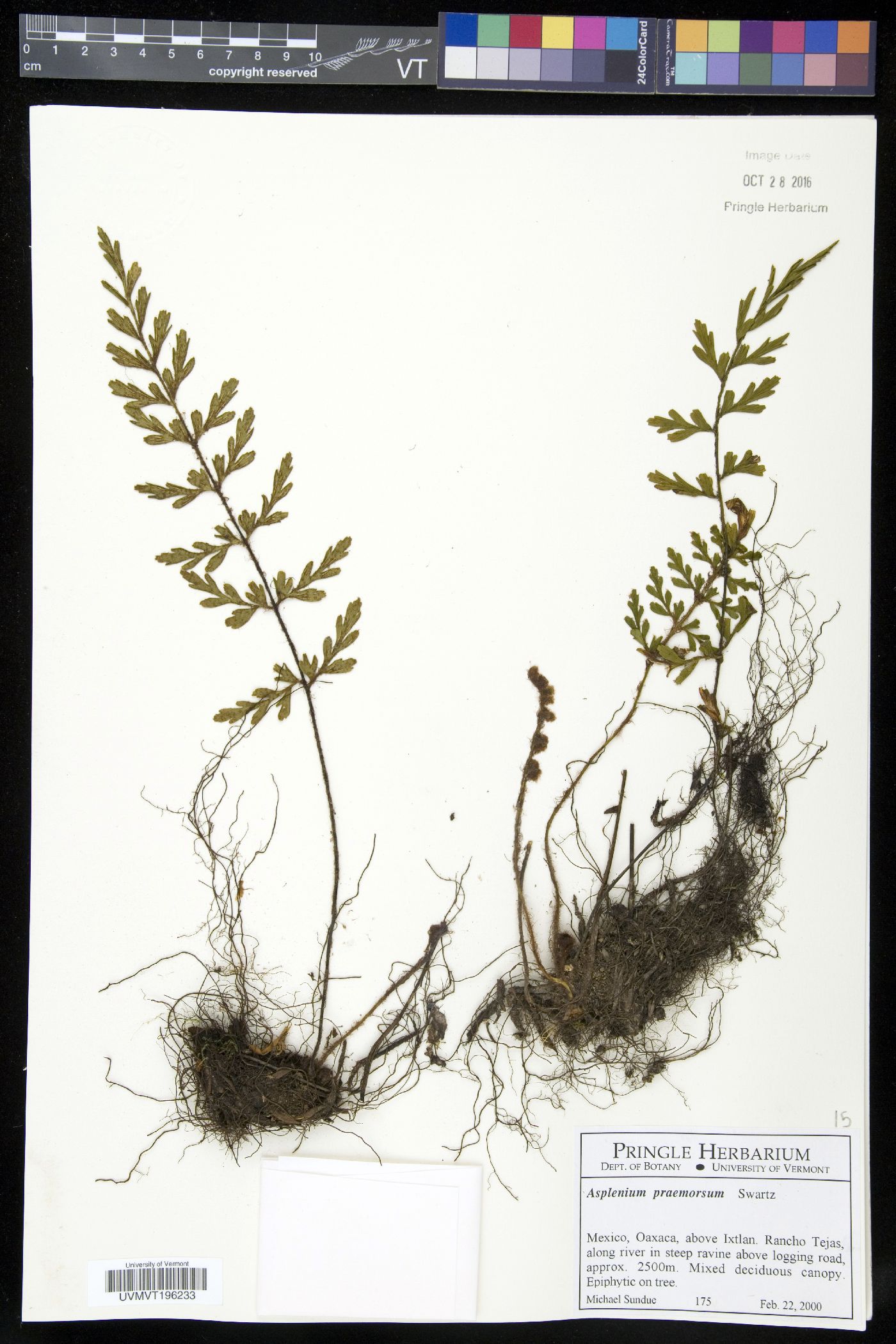 Asplenium aethiopicum image