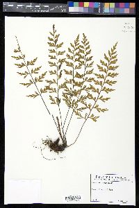 Asplenium aethiopicum image