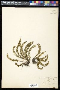 Asplenium pringlei image