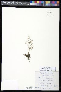 Asplenium ruta-muraria image