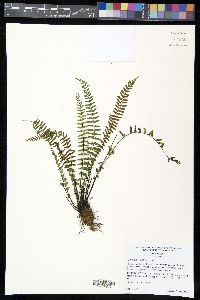 Asplenium resiliens image