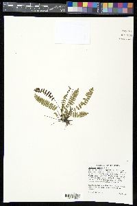 Asplenium resiliens image