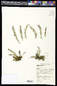 Asplenium resiliens image
