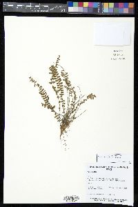 Asplenium resiliens image
